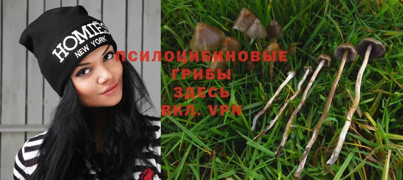 Галлюциногенные грибы Psilocybine cubensis  Задонск 